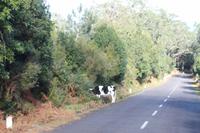 Hochebene - Paul da Serra