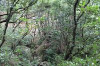 Spaziergang bei Queimadas