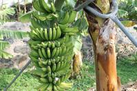 Bananenplantage bei Ponta do Sol