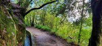 94 Levada Wanderung Balcoes