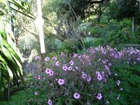 Stadtbesichtigung Funchal