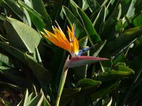 Stadtbesichtigung Funchal