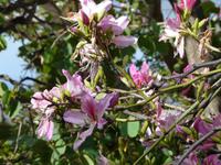 Stadtbesichtigung Funchal