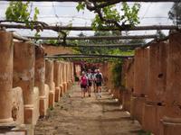 Auf dem Weg zur Olivenplantagenführung