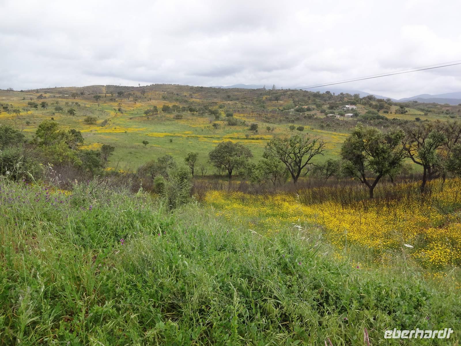 Blühende Wiesen soweit das Auge reicht
