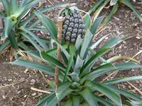 Ananas Plantage