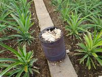 Ananas Plantage