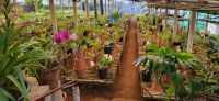 98  im Orchideengarten