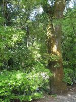 Besuch des Nationalparks Parque Nácional do Buçaco 