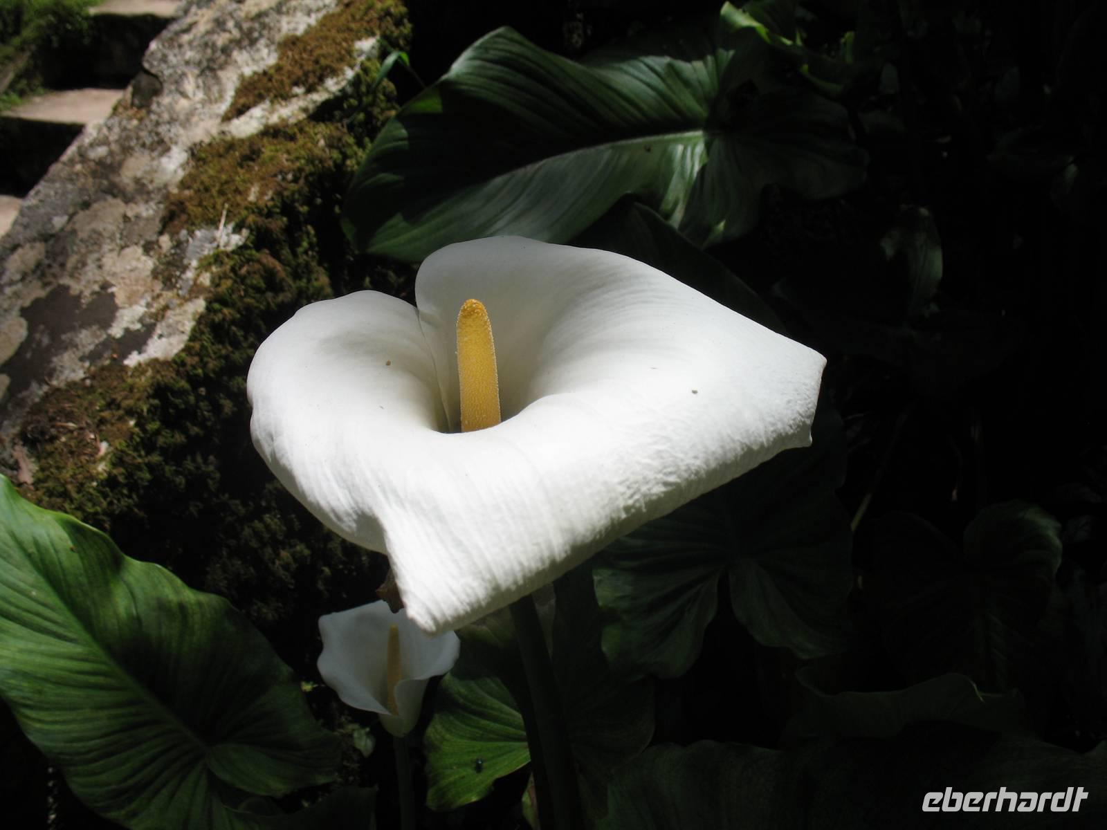 Parque de Merendas da Mata do Buçaco