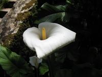 Parque de Merendas da Mata do Buçaco