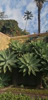 99 Botanischer Garten in Funchal