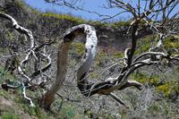 Ich weiss nicht wohin ich wachsen soll