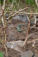 eine Schöne Eidechse