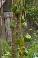 Papaya