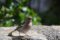 Habt ihr einen Vogel ?