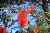 Kaminkehrers Werkzeug