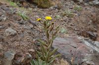 Energisch imFelsenmeer behauptet