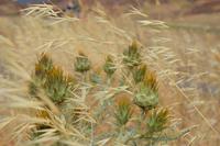 Zerzaust aber standhaft