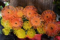 Blütenpracht in der Markthalle