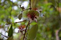 Im botanischen Garten
