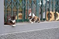 Die Katze bewacht die Hüte