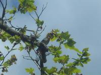 Achtung...Vogel!