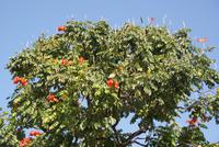 Afrikanischer Tulpenbaum
