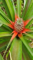 Ananas Blüte