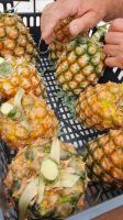 Ananas Ernte