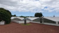 Ananas Plantage