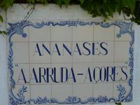 Ananas Plantage