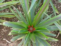 Ananas Plantage