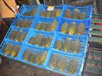Ananas