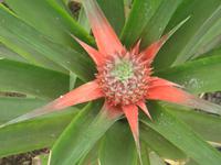 Ananasblüte