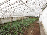 Ananasplantage