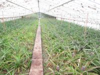 Ananasplantage