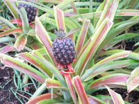 Ananasplantage