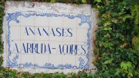 Ananasplantage