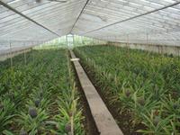 Ananasplantage