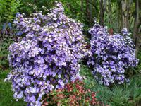 Anwesen der Familie Blandy - Pflanze 