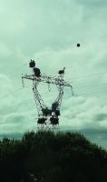 Auf der Fahrt immer wieder viele Storchennester in Hochspannungsmasten