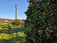 Ausflug Silves und Monchique - Orangenplantage