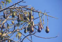 Avocados
