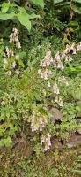 Azorenglockenblume