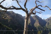 Balcoes