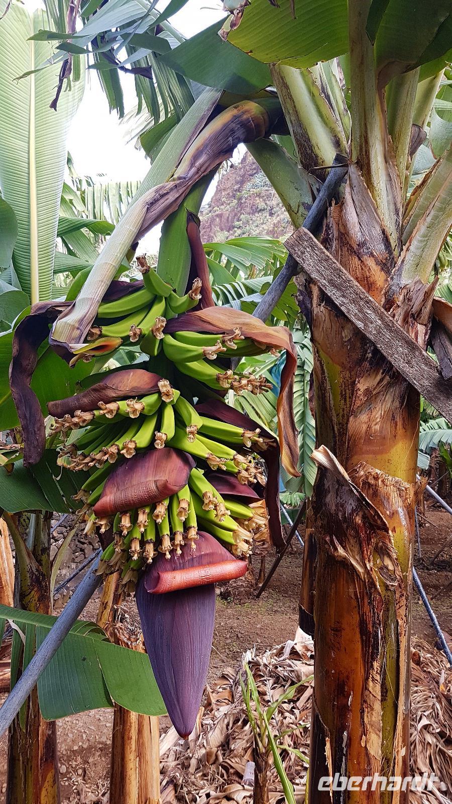 Bananen