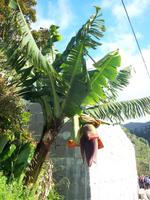 Bananenblüte