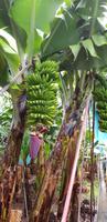Bananenplantage 
