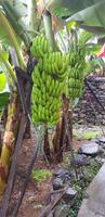 Bananenplantage 
